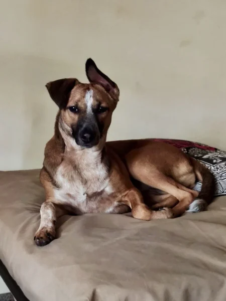 Nippat | AJ Wellness India