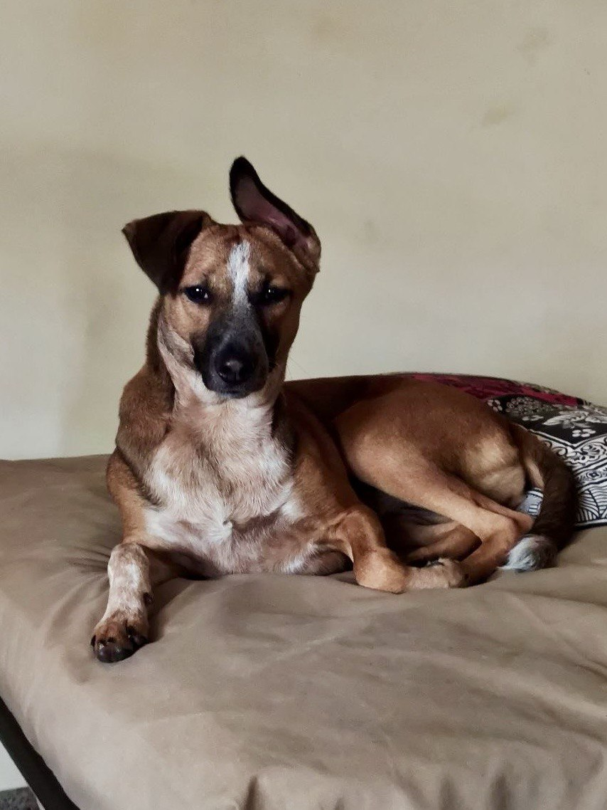 Nippat | AJ Wellness India