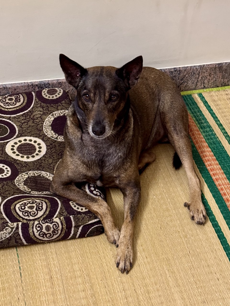 Billa | AJ Wellness India